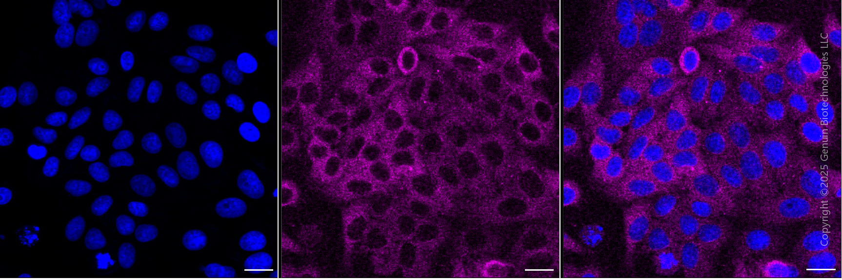 KO-Validated Anti-FERMT2 Mouse Monoclonal Antibody ABG2401