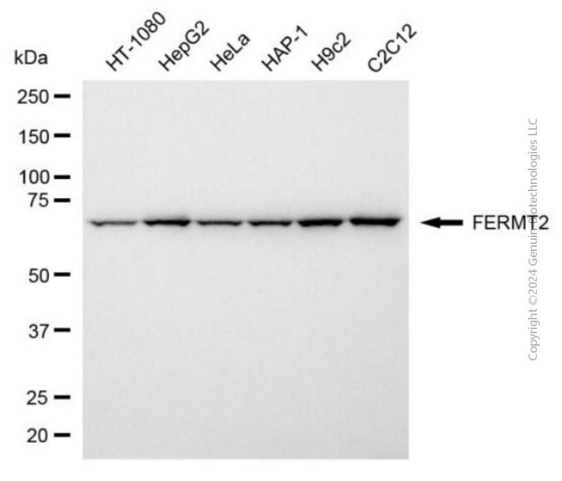 KO-Validated Anti-FERMT2 Mouse Monoclonal Antibody ABG2401