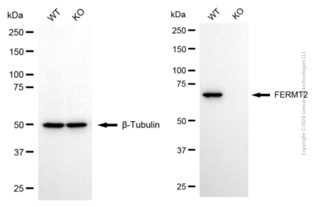 KO-Validated Anti-FERMT2 Mouse Monoclonal Antibody ABG2401