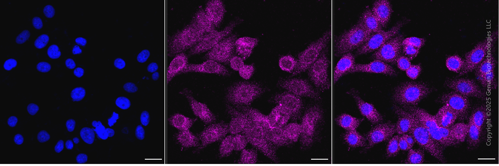 KO-Validated Anti-ARHGDIA Mouse Monoclonal Antibody ABG2402