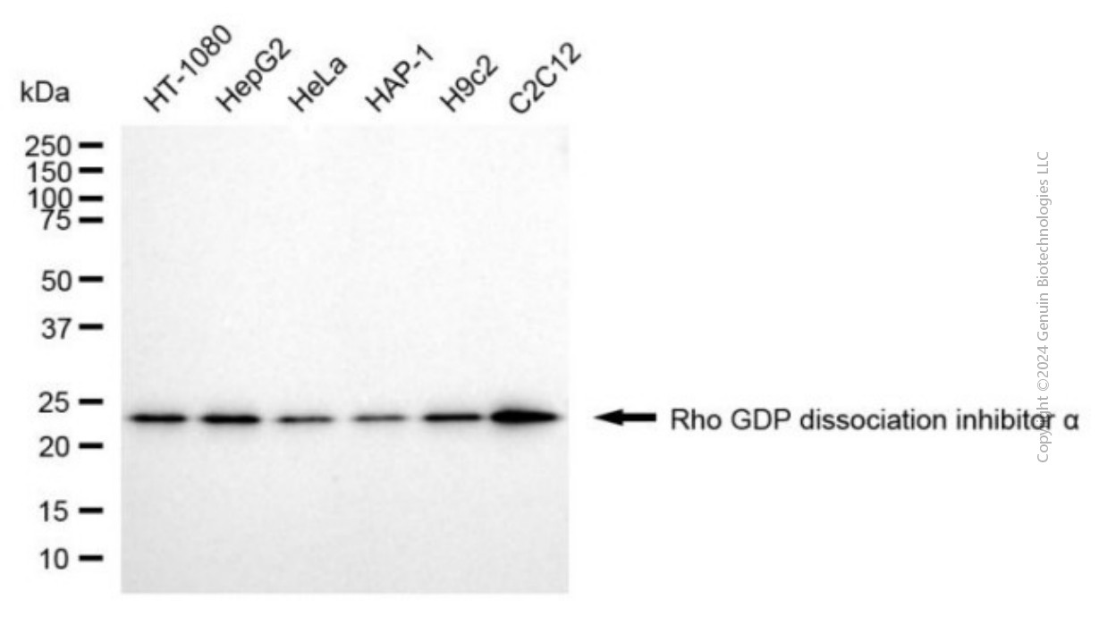 KO-Validated Anti-ARHGDIA Mouse Monoclonal Antibody ABG2402