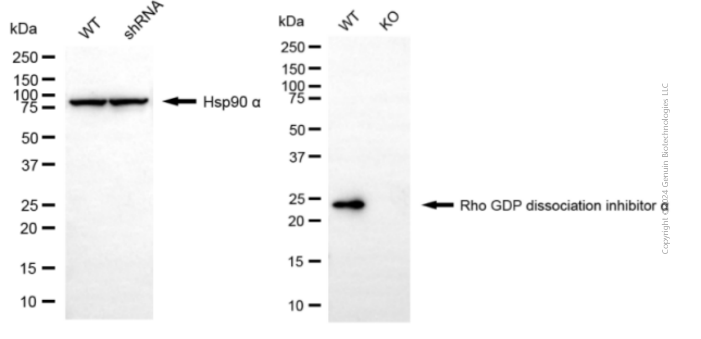 KO-Validated Anti-ARHGDIA Mouse Monoclonal Antibody ABG2402