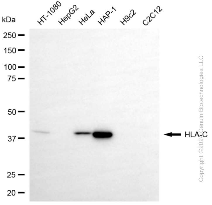 KO-Validated Anti-HLA-C Mouse Monoclonal Antibody ABG2403