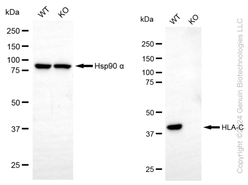 KO-Validated Anti-HLA-C Mouse Monoclonal Antibody ABG2403