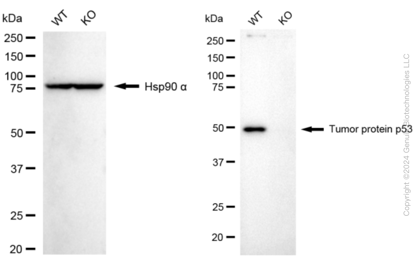 KO-Validated Anti-Tumor Protein P53 Rabbit Polyclonal Antibody ABG2404