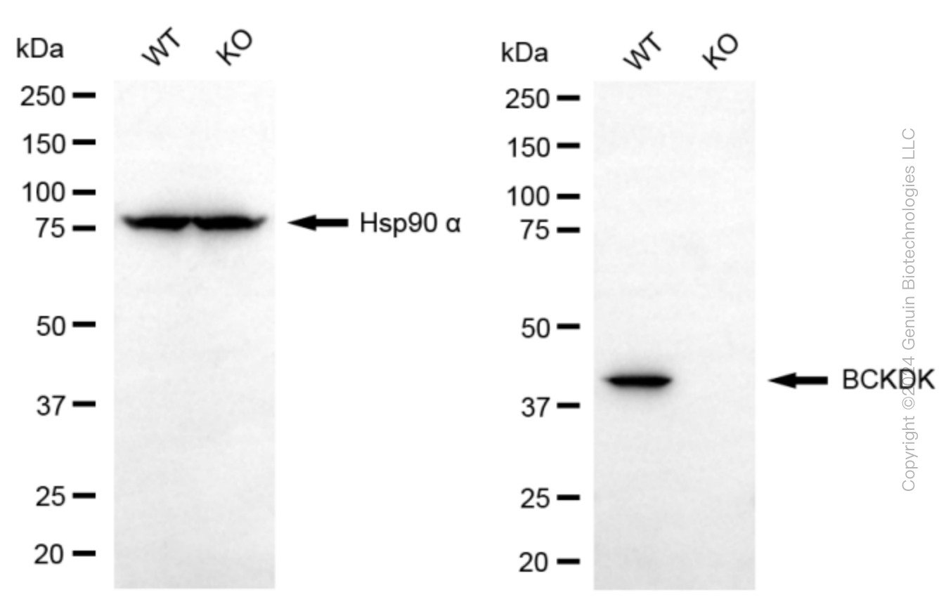 KO-Validated Anti-BCKDK Rabbit Polyclonal Antibody ABG2405