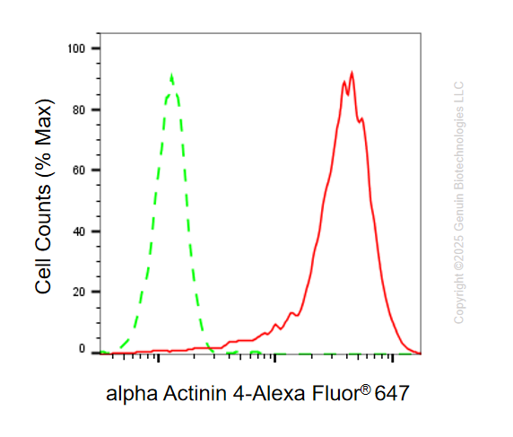 KO Validated Anti-Actinin Alpha 4 Rabbit Monoclonal Antibody ABG2407