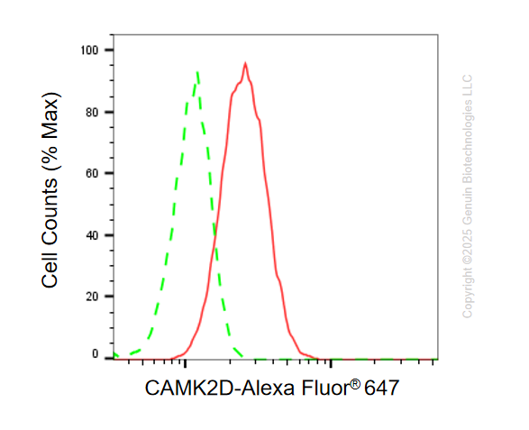 KO Validated Anti-CAMK2D Rabbit Monoclonal Antibody ABG2408