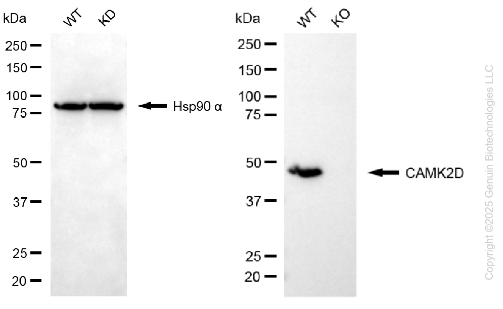 KO Validated Anti-CAMK2D Rabbit Monoclonal Antibody ABG2408