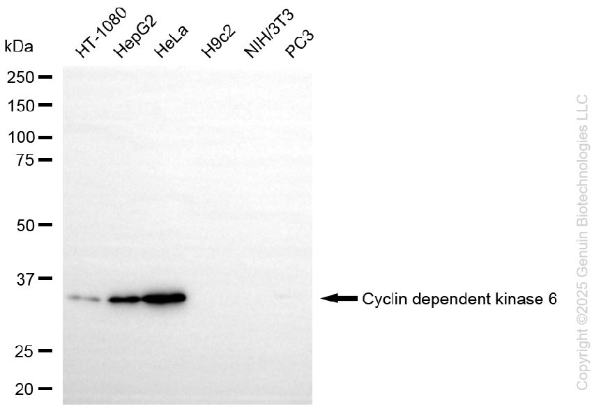 KO Validated Anti-Cyclin Dependent Kinase 6 Rabbit Monoclonal Antibody ABG2409
