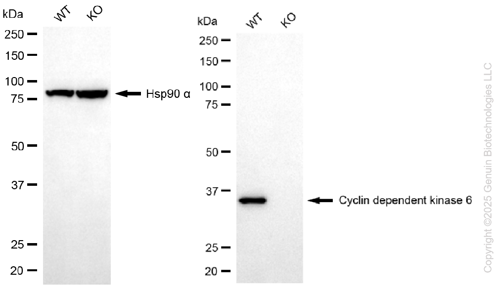 KO Validated Anti-Cyclin Dependent Kinase 6 Rabbit Monoclonal Antibody ABG2409