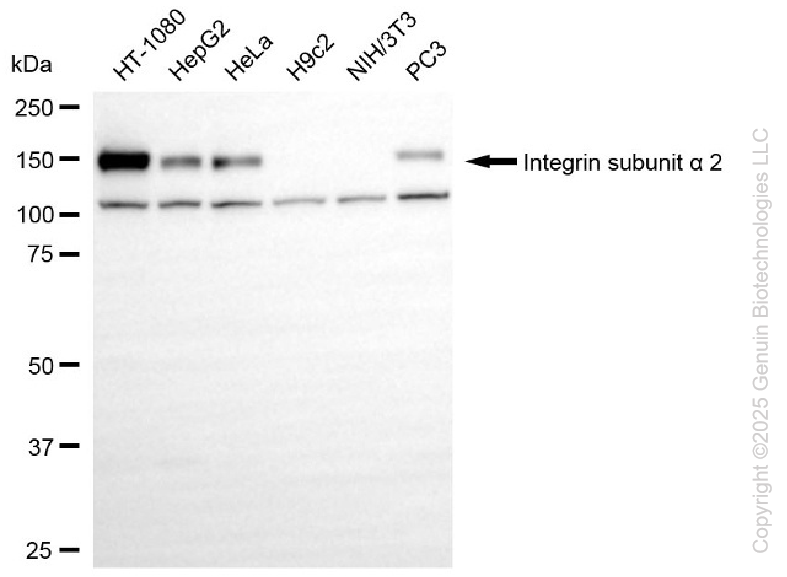 KO Validated Anti-Integrin Subunit Alpha 2 Rabbit Monoclonal Antibody ABG2410