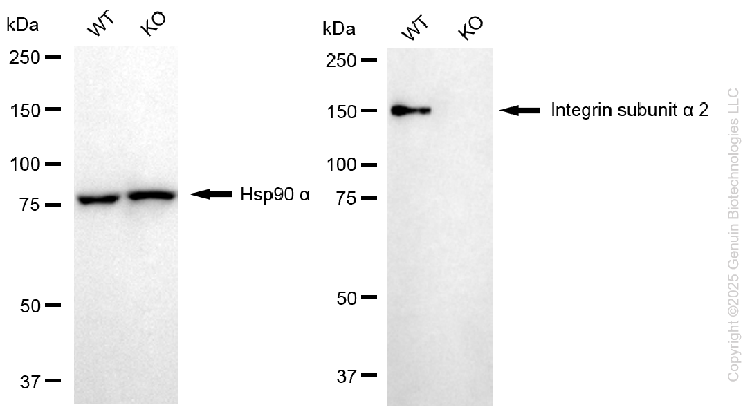 KO Validated Anti-Integrin Subunit Alpha 2 Rabbit Monoclonal Antibody ABG2410