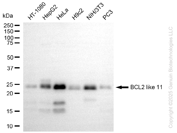 KO Validated Anti-BCL2 Like 11 Rabbit Monoclonal Antibody ABG2411