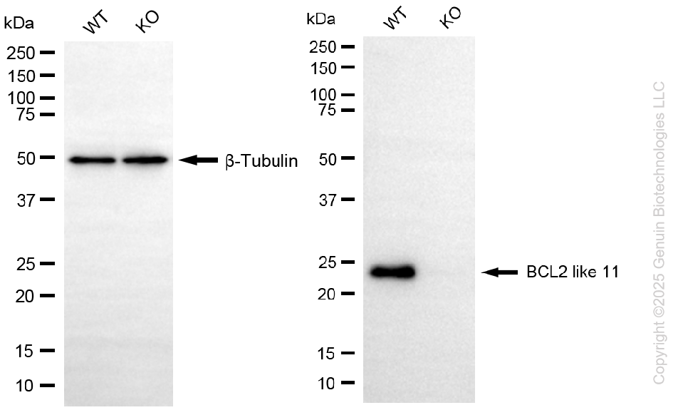 KO Validated Anti-BCL2 Like 11 Rabbit Monoclonal Antibody ABG2411