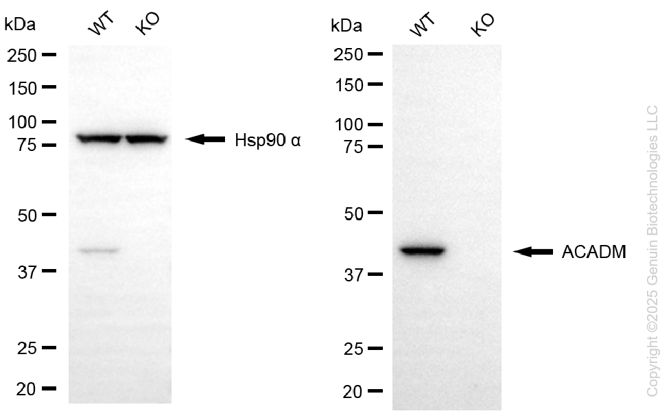 KO Validated Anti-ACADM Rabbit Monoclonal Antibody ABG2412