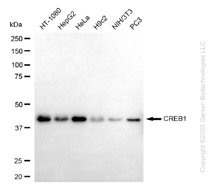 KO Validated Anti-CREB1 Mouse Monoclonal Antibody ABG2413