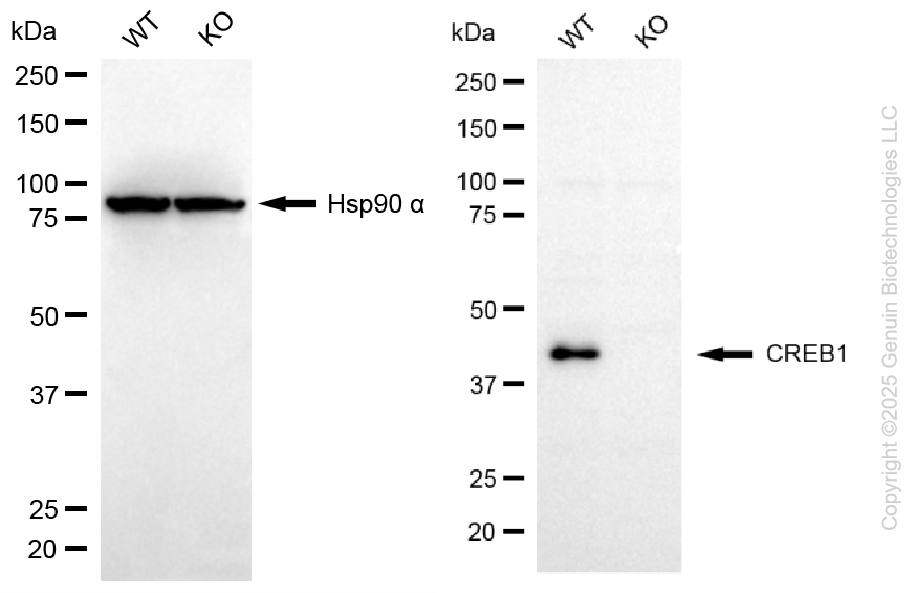 KO Validated Anti-CREB1 Mouse Monoclonal Antibody ABG2413