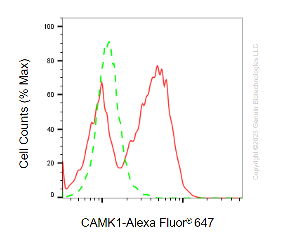 KO Validated Anti-CAMK1 Rabbit Monoclonal Antibody ABG2414