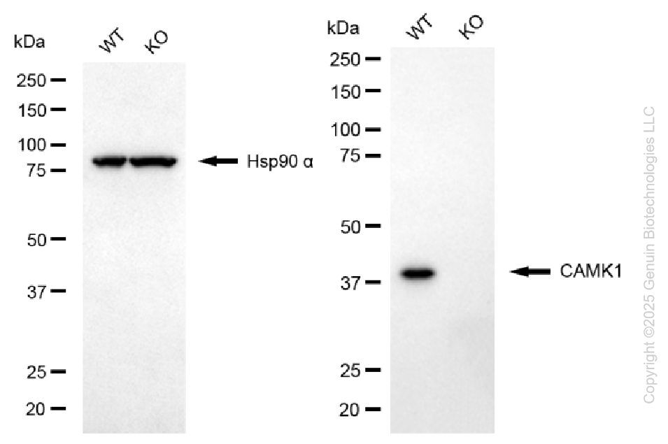 KO Validated Anti-CAMK1 Rabbit Monoclonal Antibody ABG2414