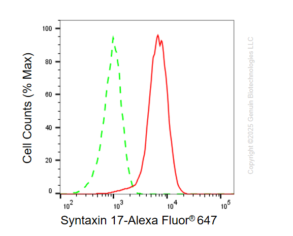 KO-Validated Anti-Syntaxin 17 Mouse Monoclonal Antibody ABG2415