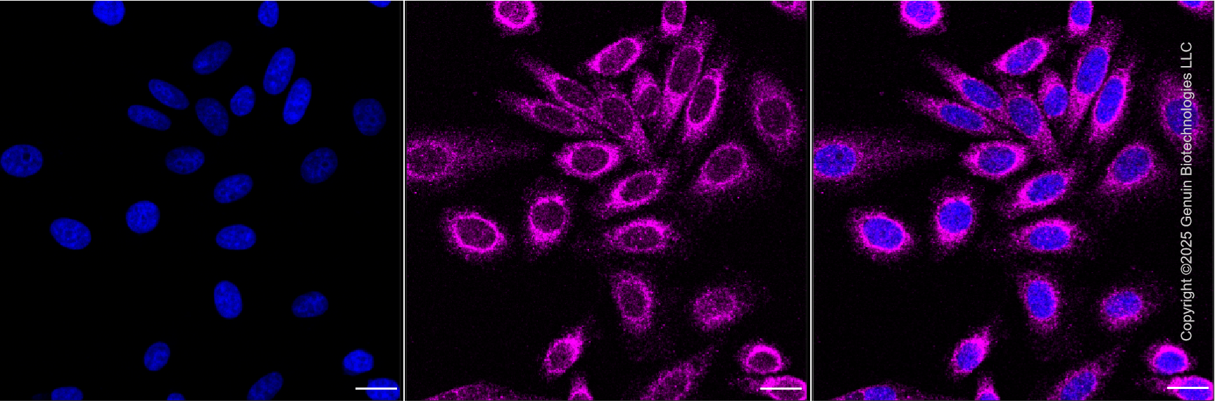 KO-Validated Anti-Syntaxin 17 Mouse Monoclonal Antibody ABG2415