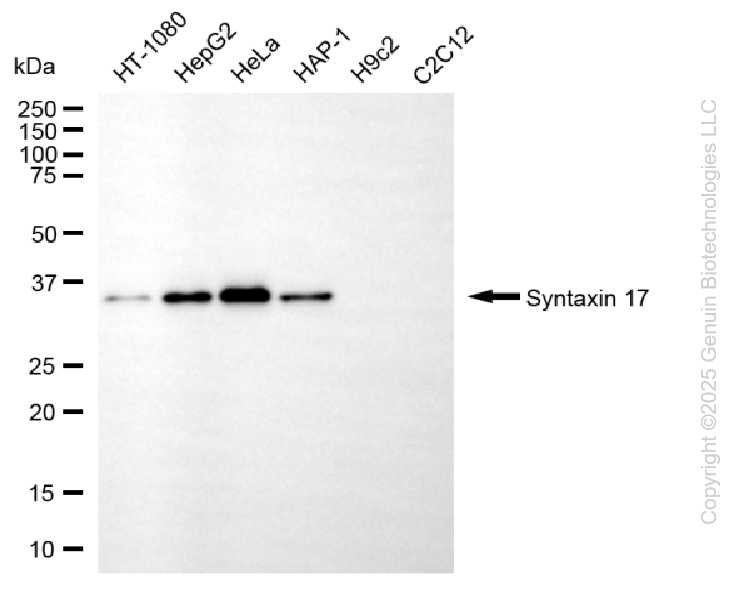 KO-Validated Anti-Syntaxin 17 Mouse Monoclonal Antibody ABG2415