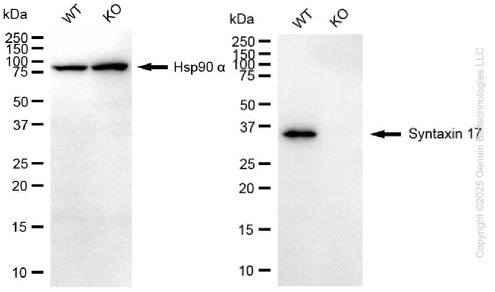 KO-Validated Anti-Syntaxin 17 Mouse Monoclonal Antibody ABG2415