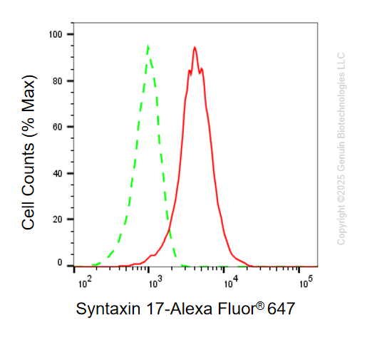 KO-Validated Anti-Syntaxin 17 Mouse Monoclonal Antibody ABG2416