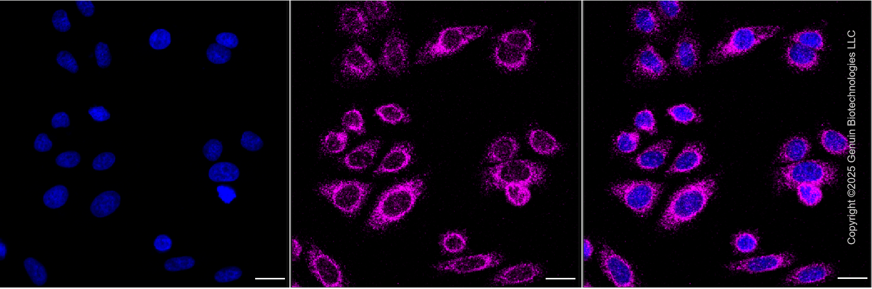 KO-Validated Anti-Syntaxin 17 Mouse Monoclonal Antibody ABG2416