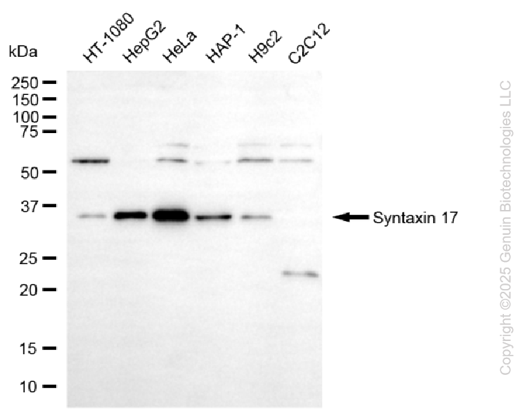 KO-Validated Anti-Syntaxin 17 Mouse Monoclonal Antibody ABG2416