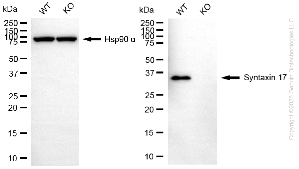 KO-Validated Anti-Syntaxin 17 Mouse Monoclonal Antibody ABG2416
