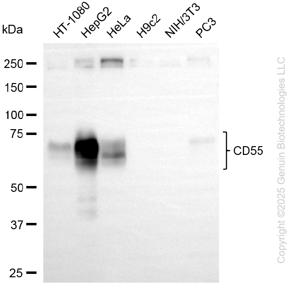 KO-Validated Anti-CD55 Rabbit Monoclonal Antibody ABG2417
