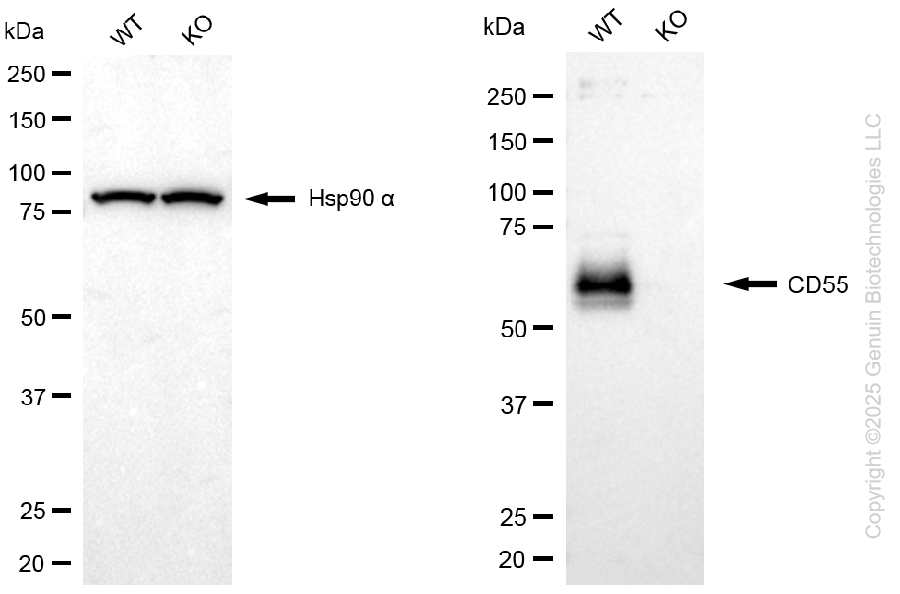 KO-Validated Anti-CD55 Rabbit Monoclonal Antibody ABG2417