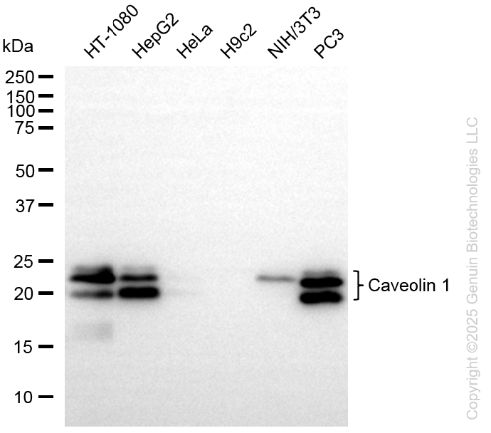 KO-Validated Anti-Caveolin 1 Rabbit Monoclonal Antibody ABG2418