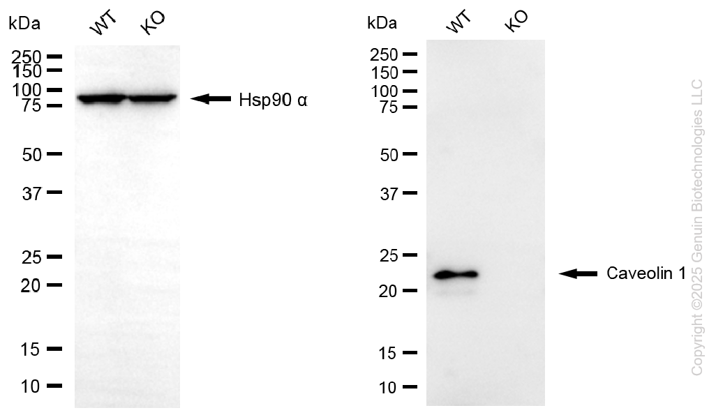 KO-Validated Anti-Caveolin 1 Rabbit Monoclonal Antibody ABG2418