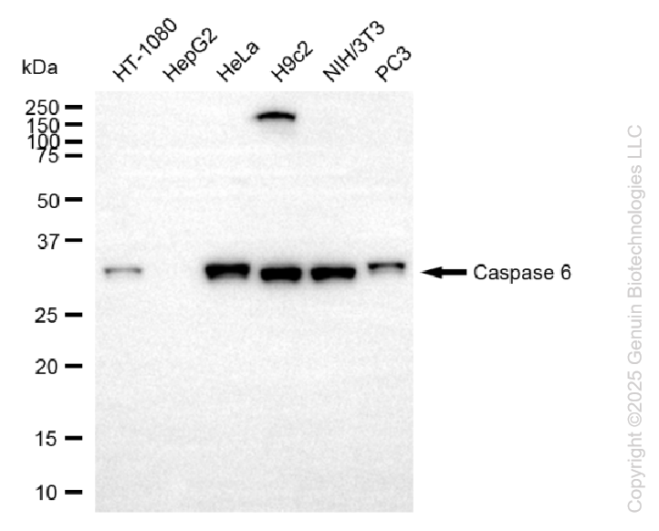 KO-Validated Anti-Caspase 6 Rabbit Monoclonal Antibody ABG2419