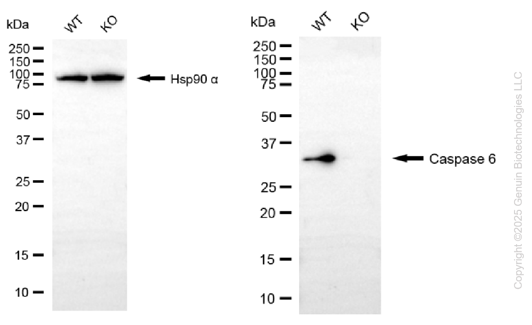 KO-Validated Anti-Caspase 6 Rabbit Monoclonal Antibody ABG2419