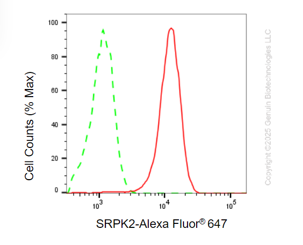 KO-Validated Anti-SRPK2 Mouse Monoclonal Antibody ABG2420