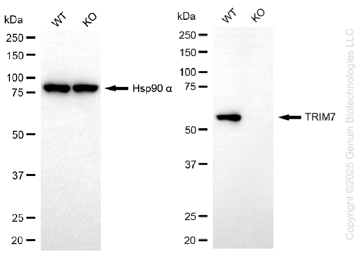 KO-Validated Anti-TRIM7 Mouse Monoclonal Antibody ABG2421