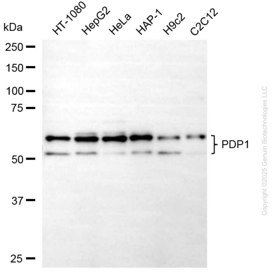 KO-Validated Anti-PDP1 Mouse Oligoclonal Antibody ABG2422