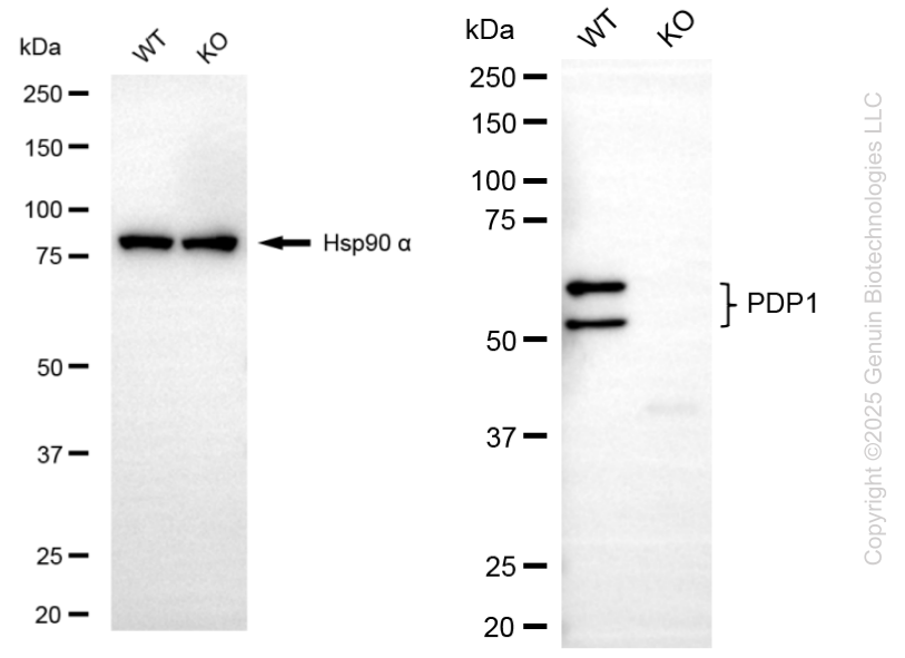 KO-Validated Anti-PDP1 Mouse Oligoclonal Antibody ABG2422