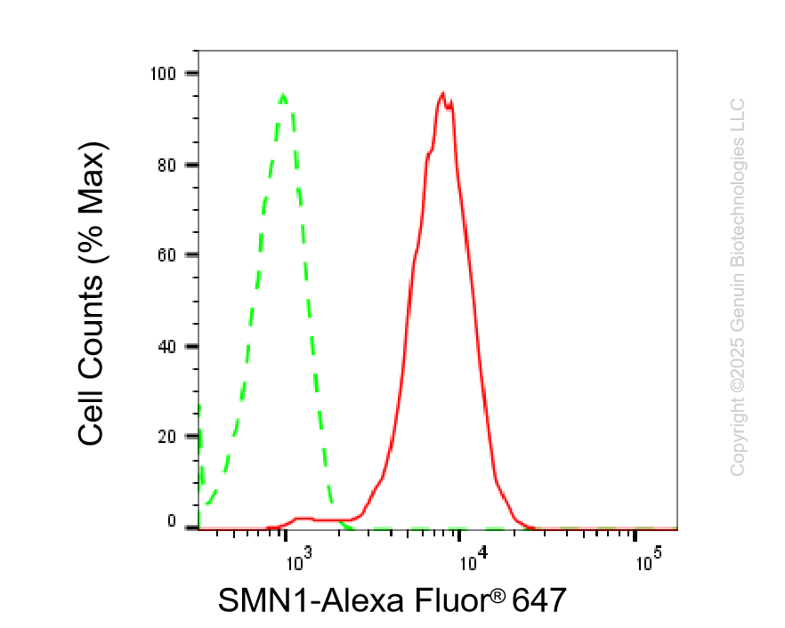 KO-Validated Anti-SMN1 Rabbit Monoclonal Antibody ABG2423