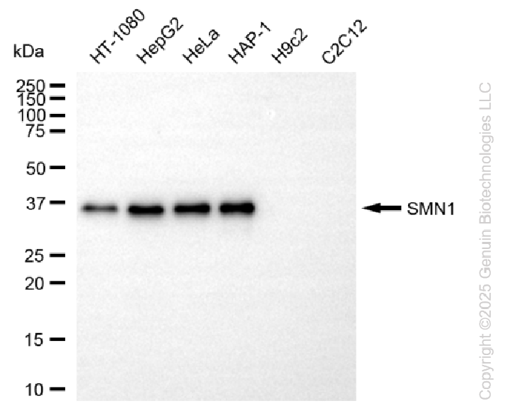 KO-Validated Anti-SMN1 Rabbit Monoclonal Antibody ABG2423