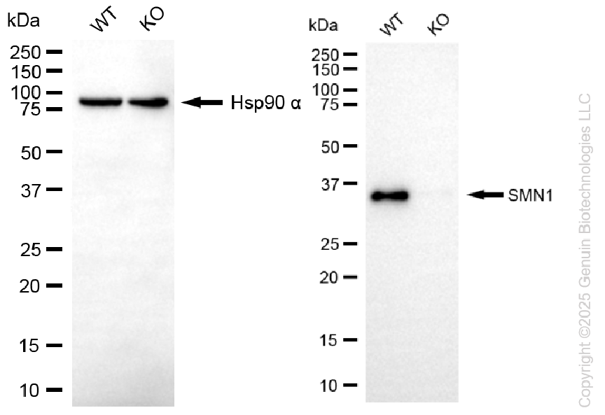 KO-Validated Anti-SMN1 Rabbit Monoclonal Antibody ABG2423