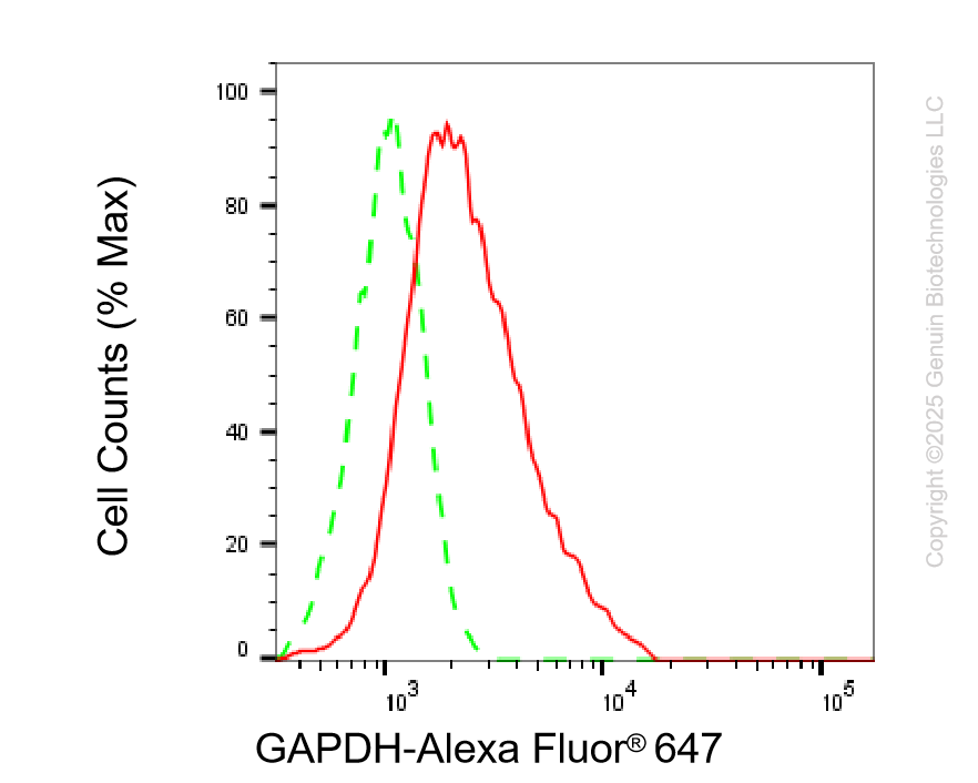 KO-Validated Anti-GAPDH Mouse Monoclonal Antibody ABG2424