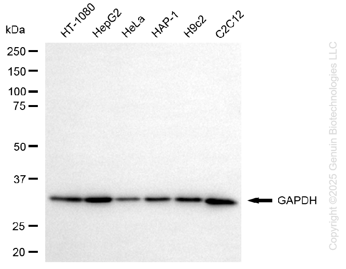 KO-Validated Anti-GAPDH Mouse Monoclonal Antibody ABG2424