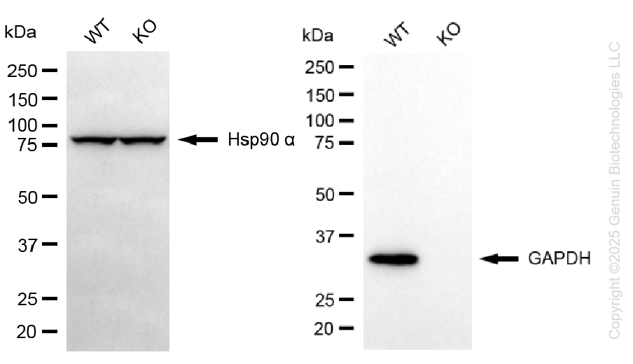 KO-Validated Anti-GAPDH Mouse Monoclonal Antibody ABG2424