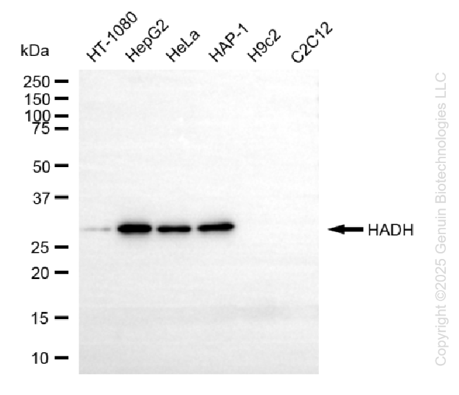 KO-Validated Anti-HADH Mouse Monoclonal Antibody ABG2425