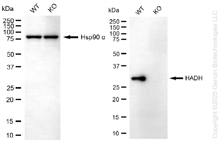 KO-Validated Anti-HADH Mouse Monoclonal Antibody ABG2425
